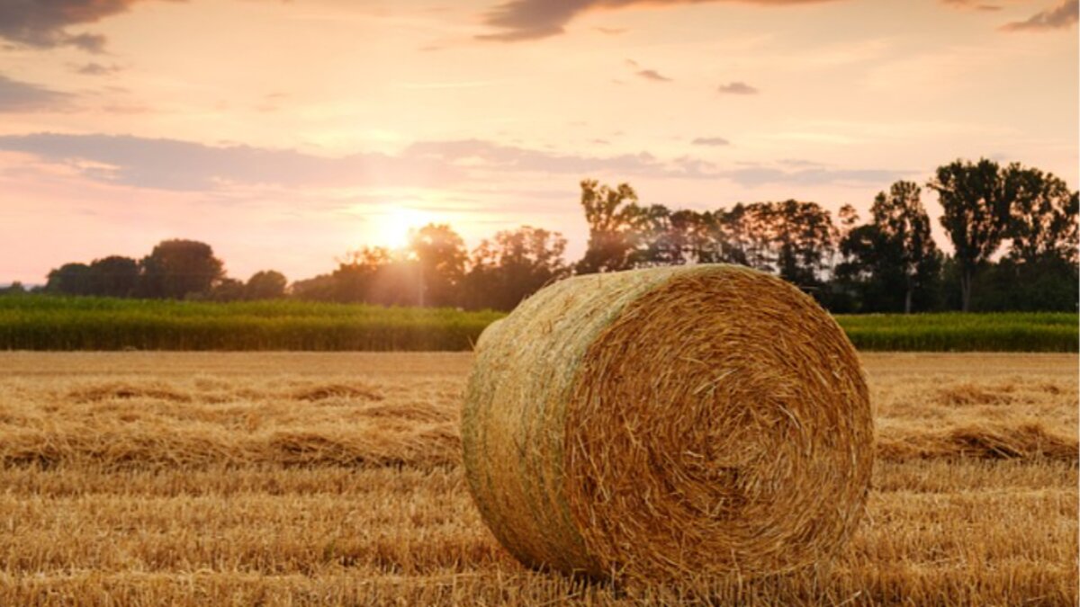 Agricoli: autorizzati gli incentivi per l’alluvione 2023