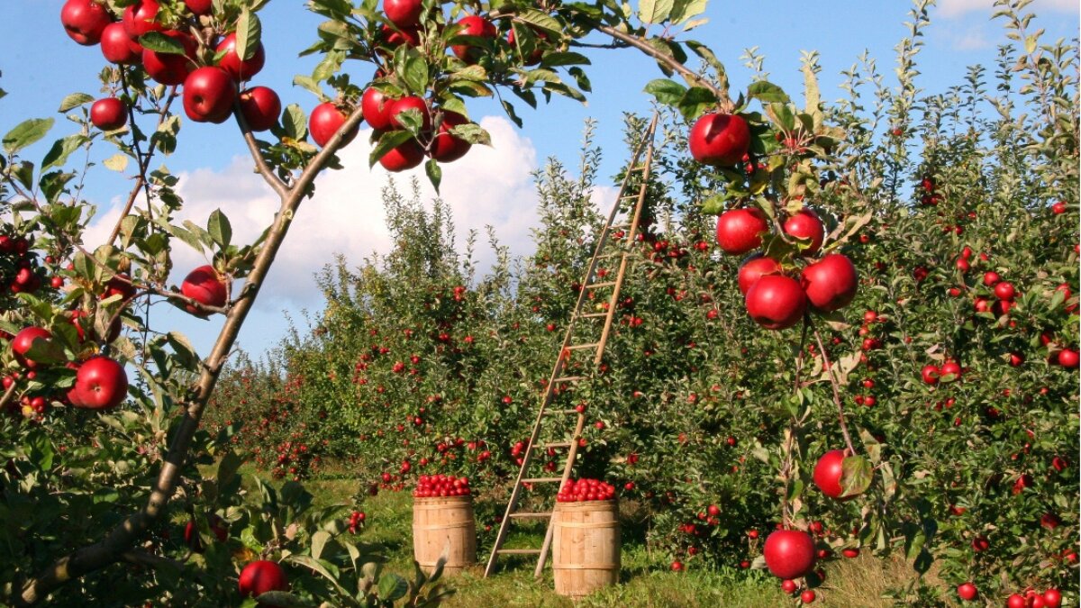 Agricoli alluvionati: le istruzioni per lo sgravio al 68%